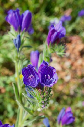 Echium plantagineum L. [3/7]