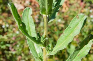 Echium plantagineum L. [4/7]
