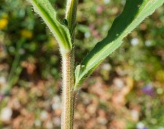 Echium plantagineum L. [5/7]