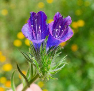 Echium plantagineum L. [6/7]