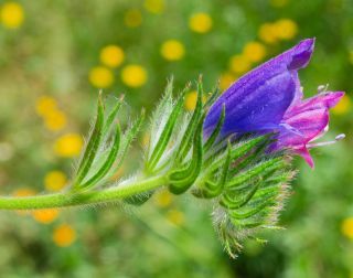 Echium plantagineum L. [7/7]