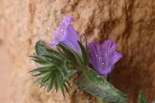 Echium velutinum subsp. versicolor (H. Lindl. fil.) Sauvage & Vindt) G. Klotz [13/15]