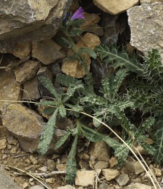 Echium velutinum subsp. versicolor (H. Lindl. fil.) Sauvage & Vindt) G. Klotz [6/15]