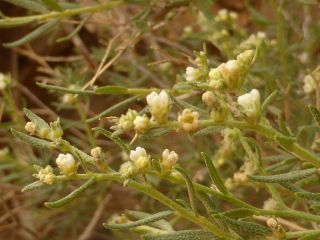 Euploca rariflora (Stocks) Diane & Hilger subsp. rariflora [2/8]