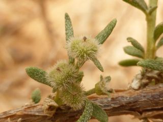 Euploca rariflora (Stocks) Diane & Hilger subsp. rariflora [4/8]