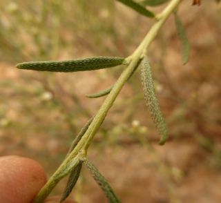 Euploca rariflora (Stocks) Diane & Hilger subsp. rariflora [7/8]