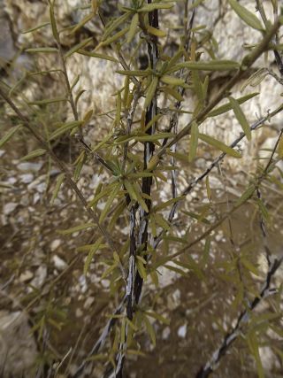 Euploca rariflora (Stocks) Diane & Hilger subsp. rariflora [8/8]