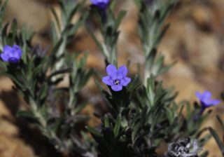 Lithodora prostrata subsp. lusitanica (Samp.) Valdés [5/6]