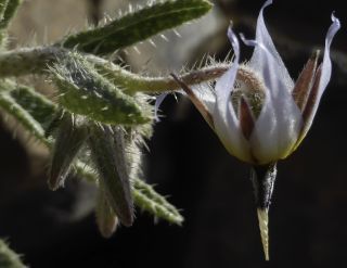 Trichodesma calcaratum Cosson var. calcaratum [7/12]