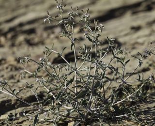Trichodesma calcaratum Cosson var. calcaratum [2/12]
