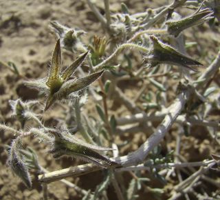 Trichodesma calcaratum Cosson var. calcaratum [4/12]