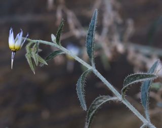 Trichodesma calcaratum Cosson var. calcaratum [8/12]