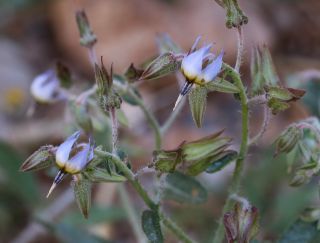 Trichodesma calcaratum Cosson var. calcaratum [9/12]