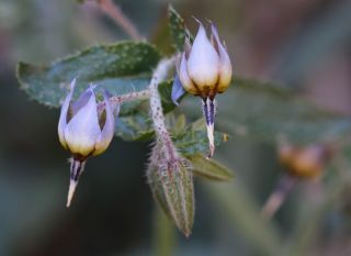 Trichodesma calcaratum Cosson var. calcaratum [10/12]
