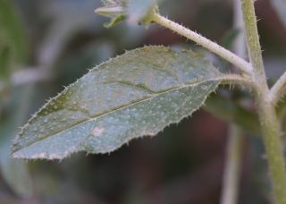 Trichodesma calcaratum Cosson var. calcaratum [11/12]