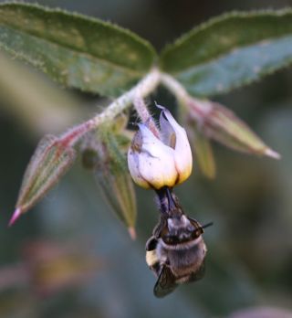 Trichodesma calcaratum Cosson var. calcaratum [12/12]