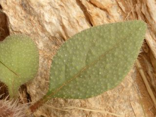 Trichodesma calcaratum Batt. var. homotrichum Ph. Guinet & Sauvage [3/4]