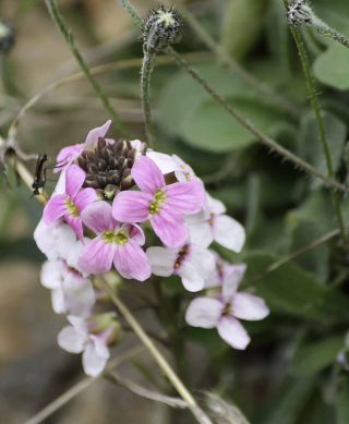 Aethionema saxatile subsp. latifolium H. Lindb. [3/10]