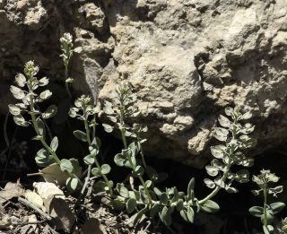 Aethionema saxatile subsp. latifolium H. Lindb. [5/10]