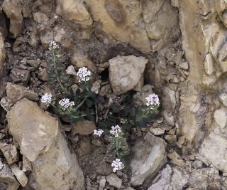 Aethionema saxatile subsp. latifolium H. Lindb. [8/10]