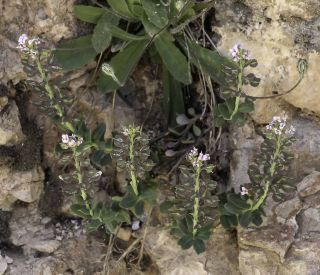 Aethionema saxatile subsp. latifolium H. Lindb. [10/10]