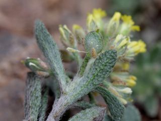 Alyssum simplex Rudolphi [4/4]