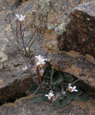 Arabis erubescens Ball [1/7]