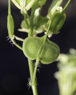 Biscutella auriculata L. [7/7]