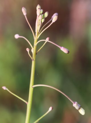 Brassica oxyrrhina Coss. [7/13]