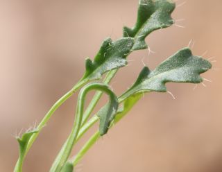 Brassica repanda (Willd.) DC. [6/21]