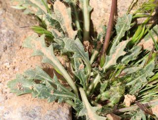 Brassica repanda (Willd.) DC. [8/21]