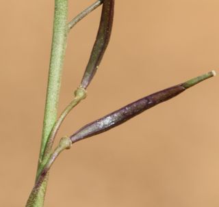 Brassica repanda (Willd.) DC. [10/21]