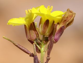 Brassica repanda (Willd.) DC. [14/21]
