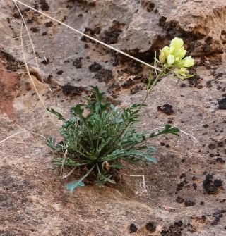 Brassica repanda (Willd.) DC. [16/21]