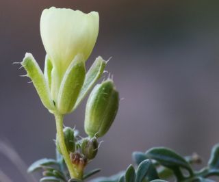Brassica repanda (Willd.) DC. [20/21]