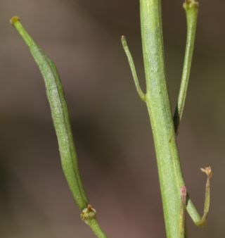 Brassica repanda (Willd.) DC. [21/21]