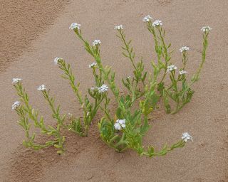 Cakile maritima Scop. subsp. integrifolia (Hornem.) Greuter & Burdet [9/10]