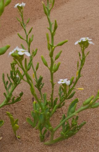 Cakile maritima Scop. subsp. integrifolia (Hornem.) Greuter & Burdet [10/10]