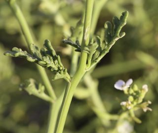 Cakile maritima Scop. subsp. maritima [4/9]