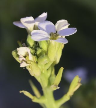 Cakile maritima Scop. subsp. maritima [6/9]