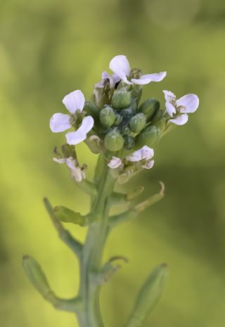 Cakile maritima Scop. subsp. maritima [7/9]