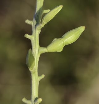 Cakile maritima Scop. subsp. maritima [8/9]