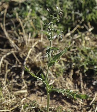 Capsella bursa pastoris (L.) Medik. [3/12]