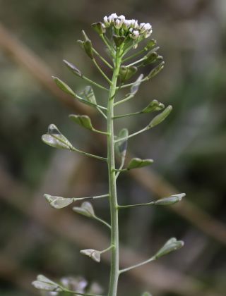 Capsella bursa pastoris (L.) Medik. [12/12]