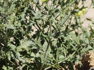 Diplotaxis assurgens (Delile) Thell. subsp. assurgens [3/11]