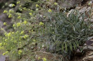 Diplotaxis harra (Forsskal) Boiss. subsp. crassifolia (Rafin.) Maire [3/13]