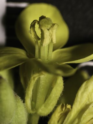 Diplotaxis harra (Forsskal) Boiss. subsp. crassifolia (Rafin.) Maire [8/13]