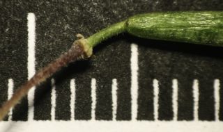 Diplotaxis harra (Forsskal) Boiss. subsp. crassifolia (Rafin.) Maire [12/13]