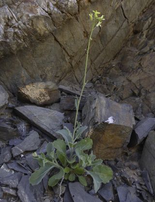 Diplotaxis harra (Forssk.) Boiss. subsp. harra [1/6]