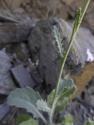 Diplotaxis harra (Forssk.) Boiss. subsp. harra [3/6]